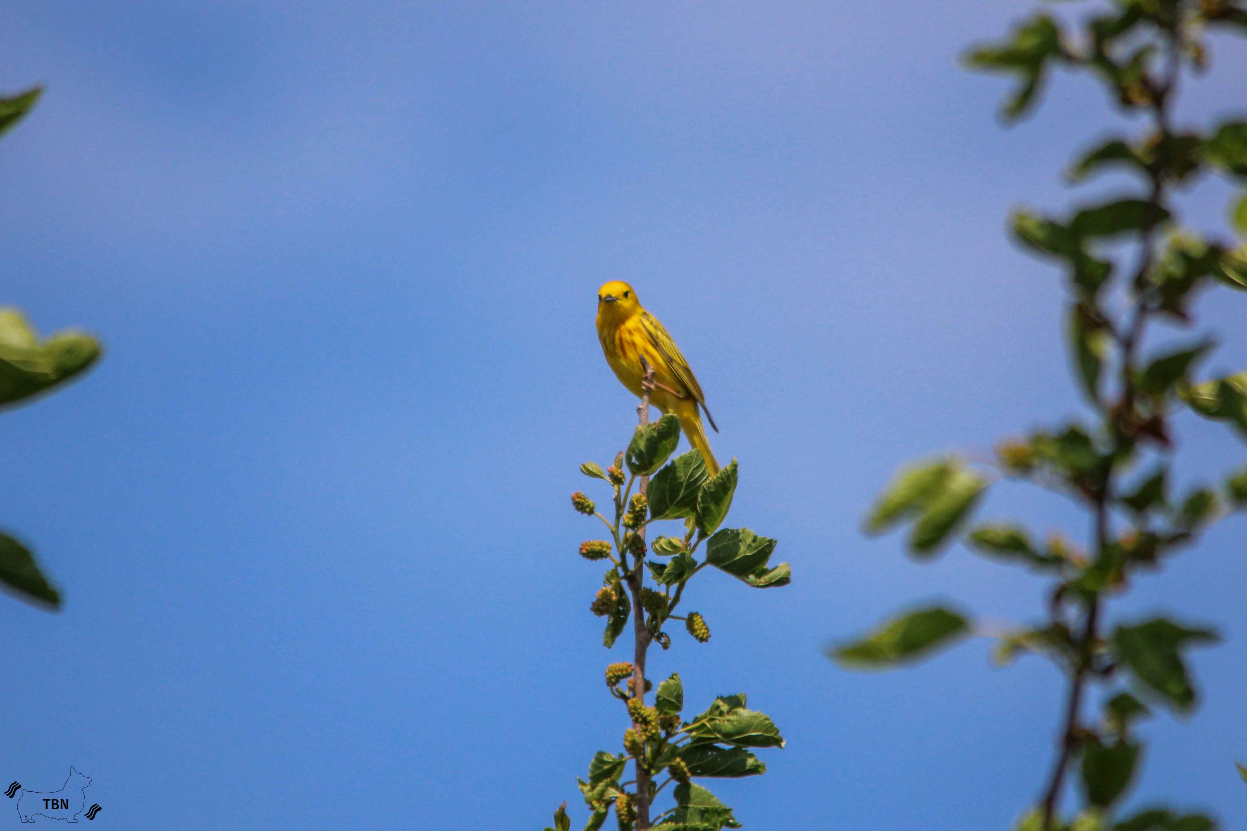 Yellow Warbler